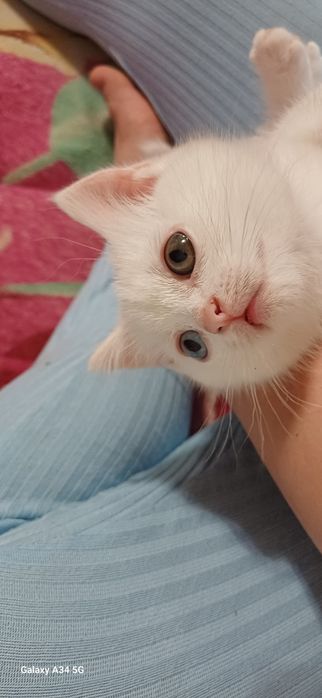 Кошеня весловухої британки
