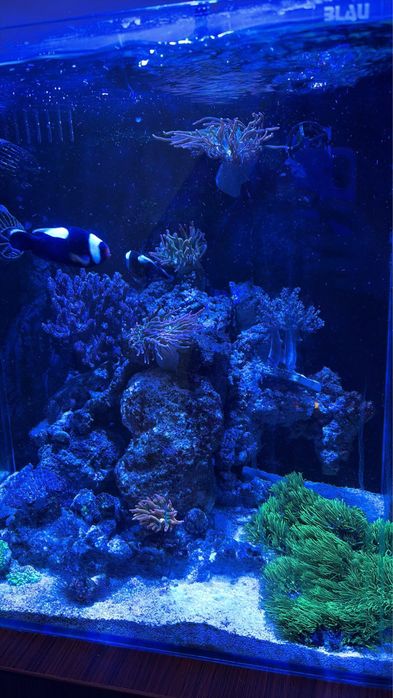 Aquario agua salgada completo