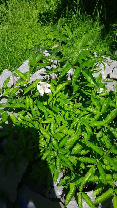 Тібецька малина мяо мяо (сажанець)