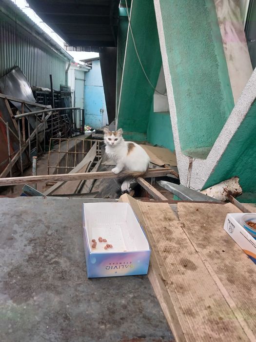 Безкоштовно в добрі руки кошенятко