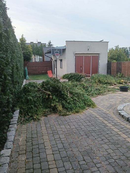 Oddam pocięte tuje za darmo