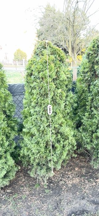 Tuja thuja szmaragd od 2 do 3 m