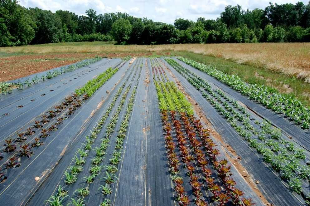 Agrotkanina 100g/m2 ; 1,6x10m  gruba, mocna wzmocniona, na lata