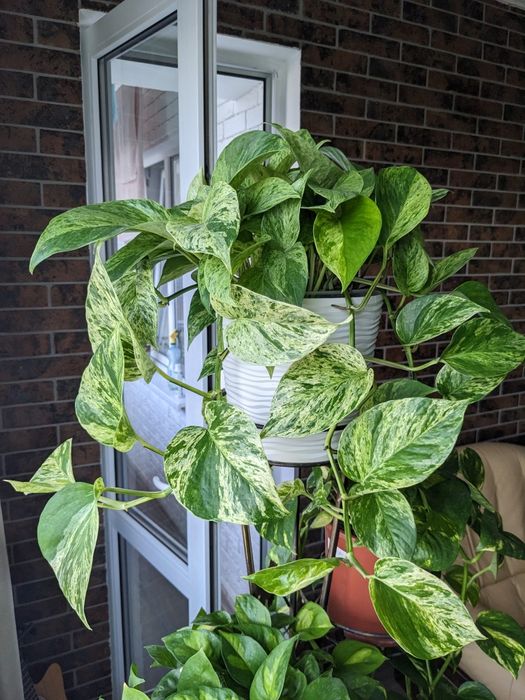 Сциндапсус епіпремнум  Марбл Квін  Глобал Грін Голден Марбл Квин Потос