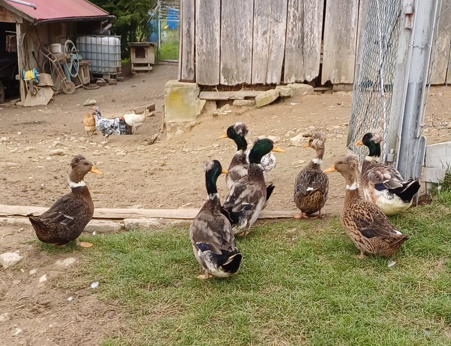 Kaczki i kaczory czubate lub bez