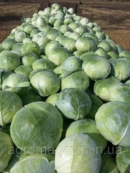 Насіння капусти Агрессор F1 Agressor F1 10000 шт семена карусты