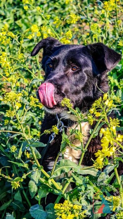 Bardzo fajny, przyjazny piesek Ozzy szuka domu!