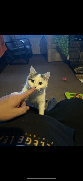 Mgiełka i Mżawka do adopcji - pokochaj koteczki