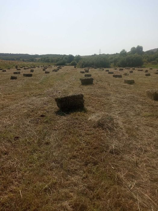 Сено луговое тюки и солома.