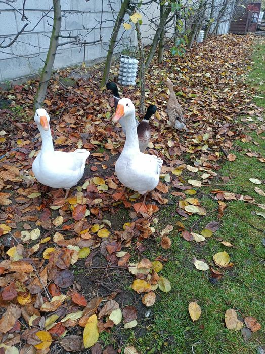 Zwierzęta kaczki i gęsi