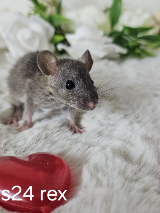 Szczur szczurki szczury