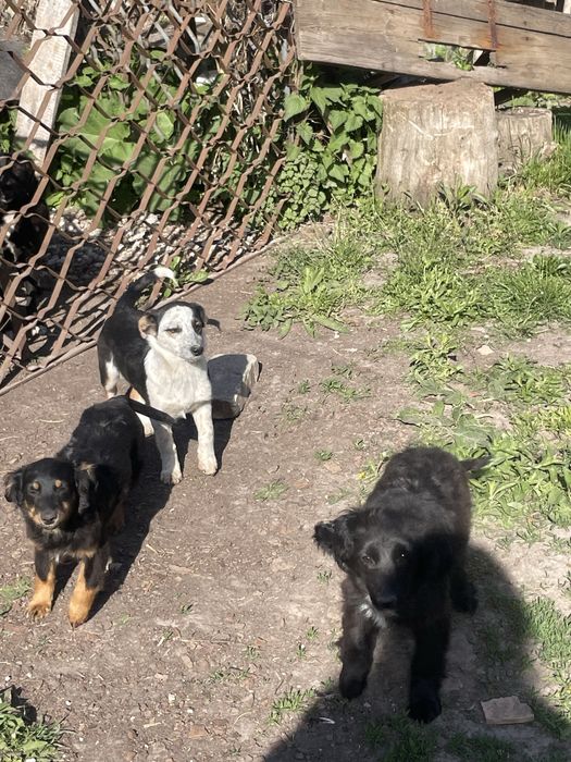 Віддам в добрі руки собаченят