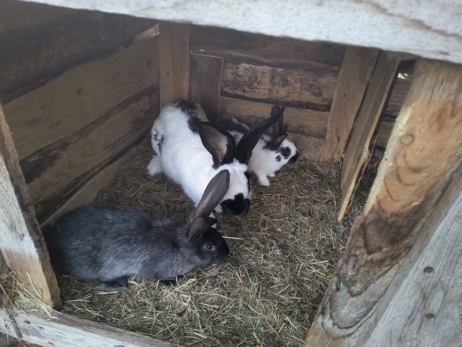 Samica królik srokacz