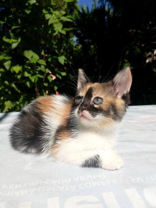 Отдам котят в добрые руки