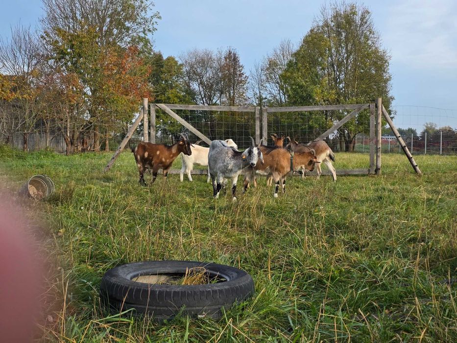 Oddam stado kózek w róznym wieku