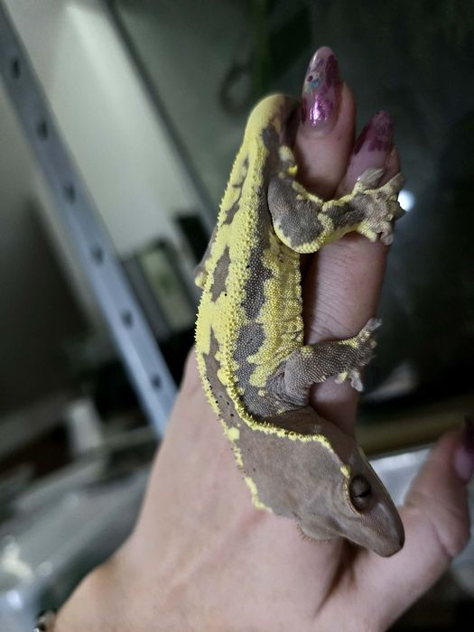 Gekon orzesiony Frappucino dorosly