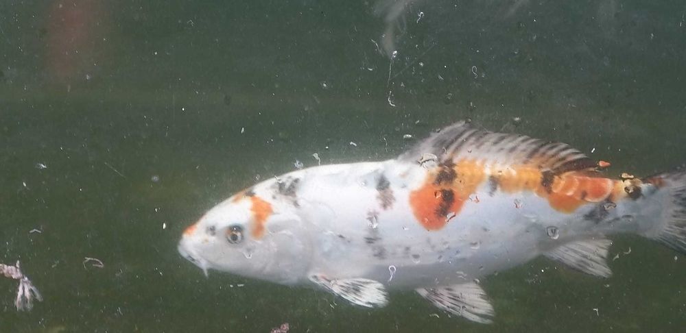 Carpas Koi  coloridas   Promoçao de   outono