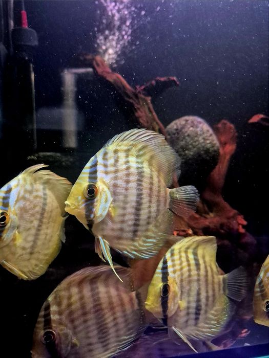 Discus heckli wild/Paletki /dyskowce
