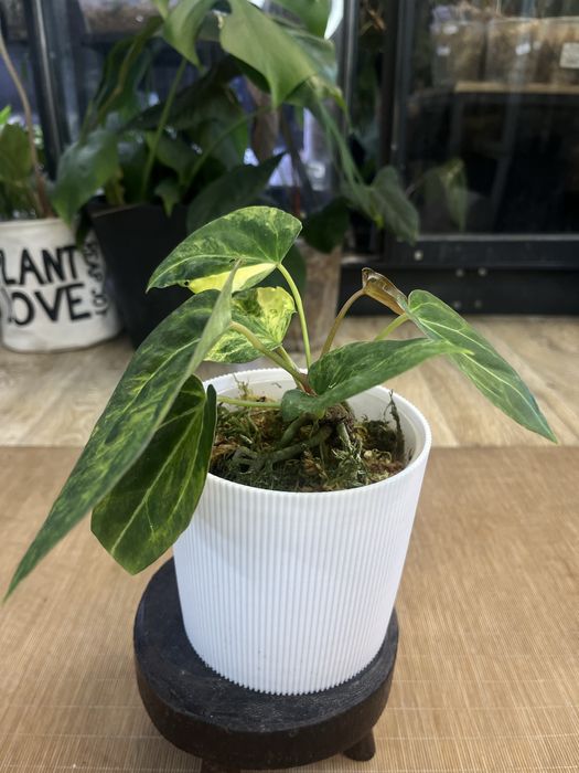 Anthurium Papillilaminum variegata