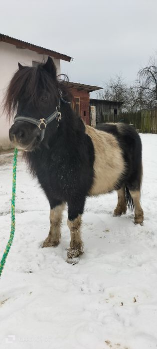 Kucyk srokaty ogierek