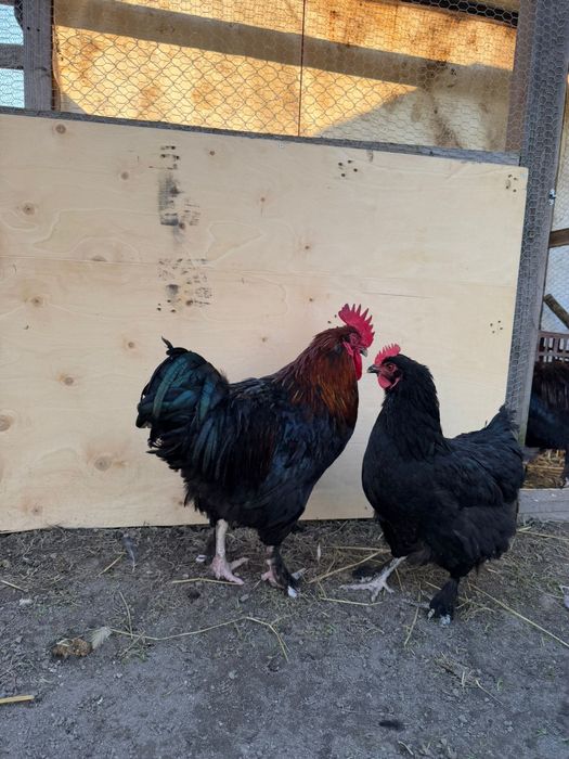 Marans Preto Cobre - Ovos e Pintos