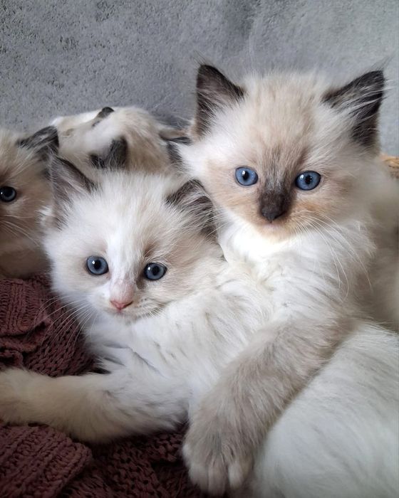 RAGDOLL kotka/kocur  WCF