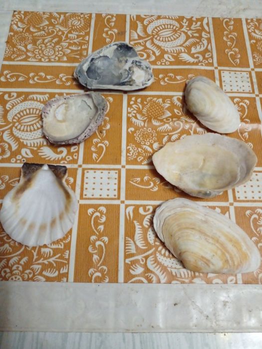 Советские разные морские ракушки