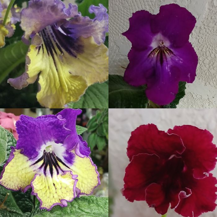 Стрептокарпуси стартери