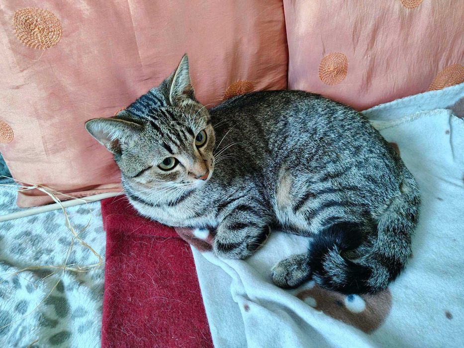 Kotek do adopcji