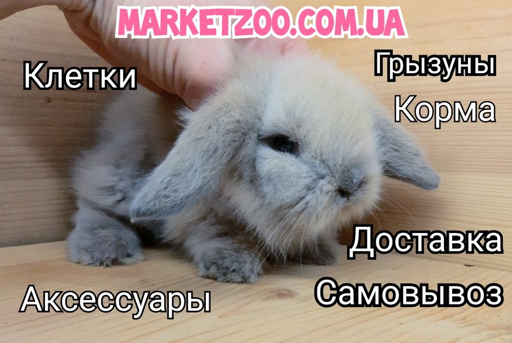 Карликовые супер мини кролики декорат. торчеухие и вислоухие крольчата