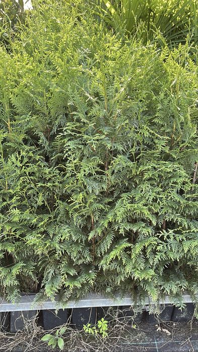 Tuia Plicata “Gerderland”