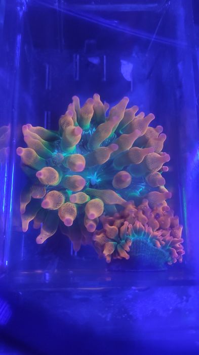 5 Anémonas BBT Rainbow (envio disponível)