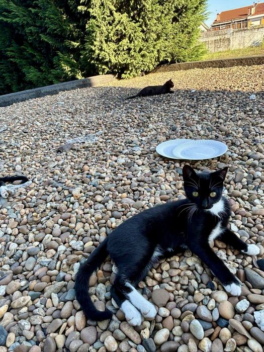 Gatinhos bebés para adoção responsável