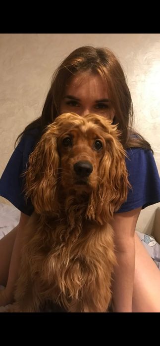 Вязка Спаниель 2 года