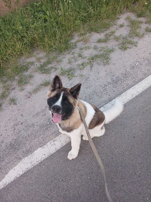 Американська Акіта вʼязка