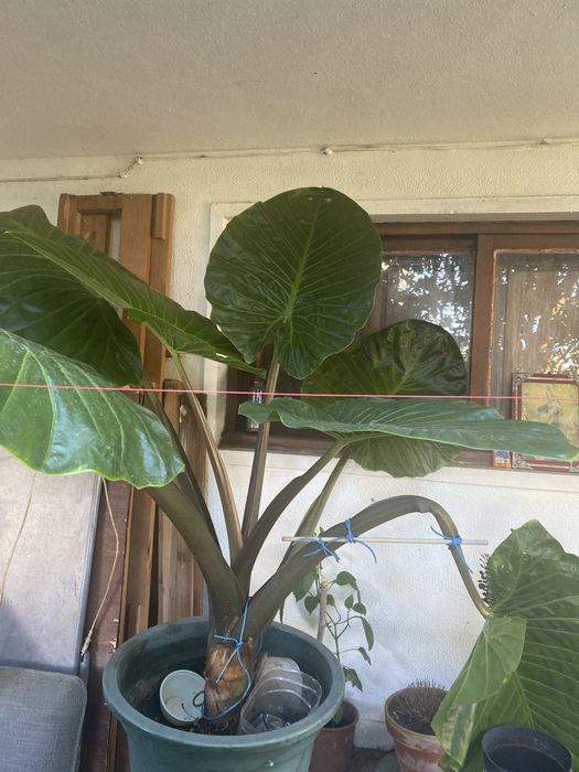 Planta de orelhas gigante