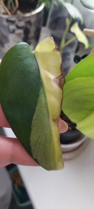 Monstera Marmorata