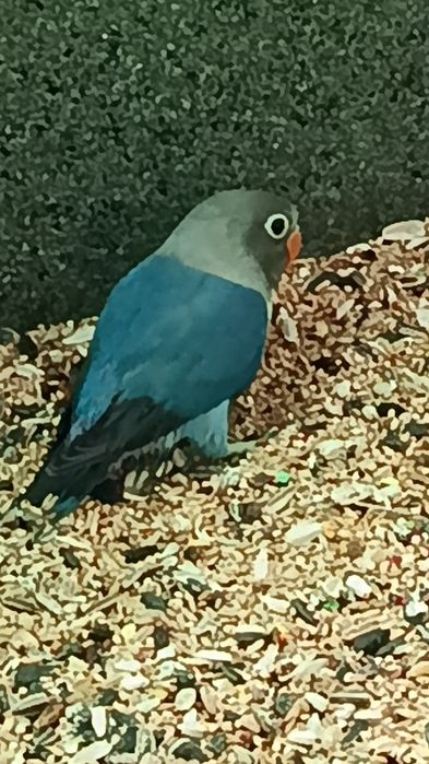 Aves caturras e agroponis