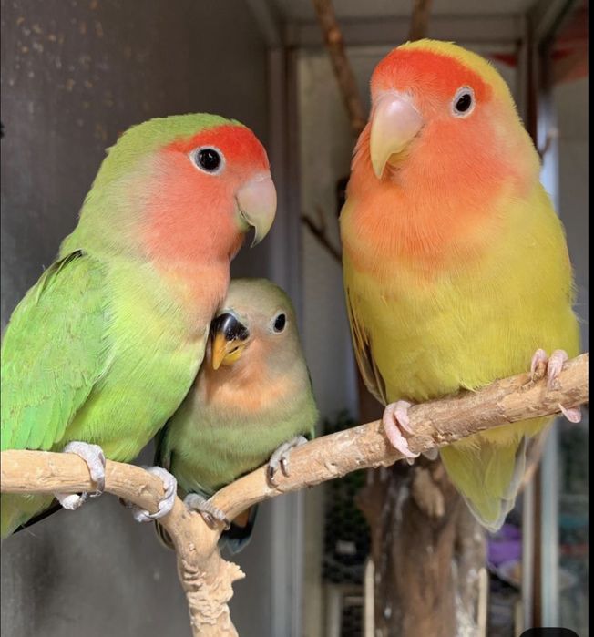 Periquitos , agapornis , ring neck disponiveis