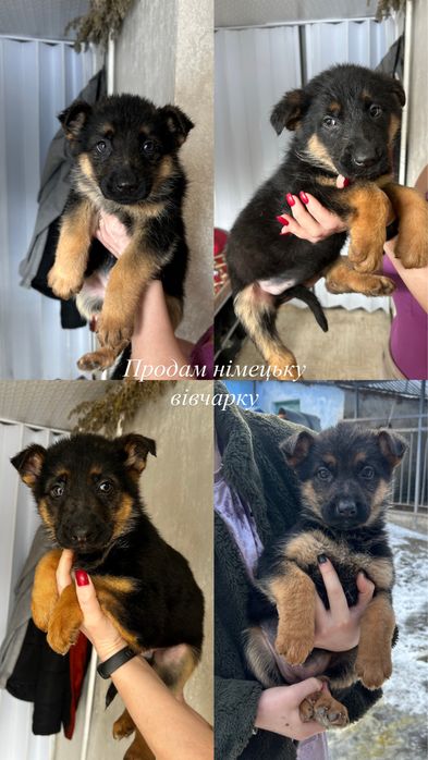 Продам цуценят німецької вівчарки.