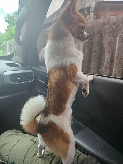 В'язка  чихуахуа міні стандарт