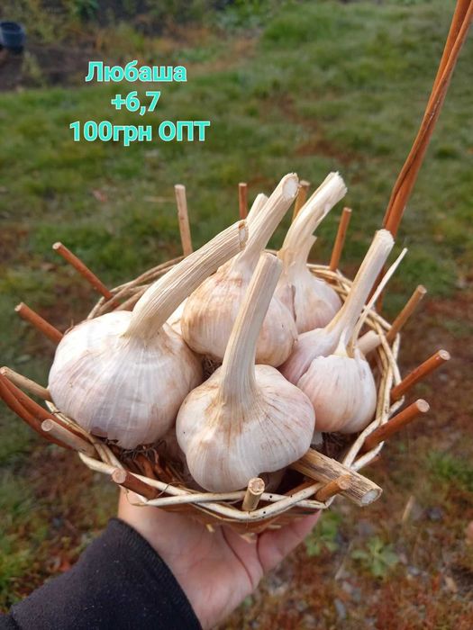 ЧАСНИК Любаша 5+