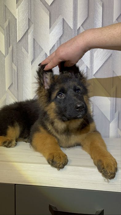 Німецька вівчарка