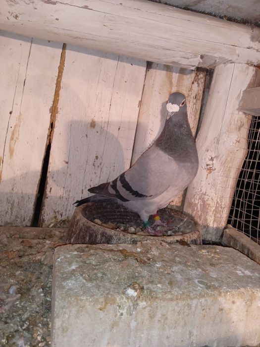 Gołębie pocztowe NL