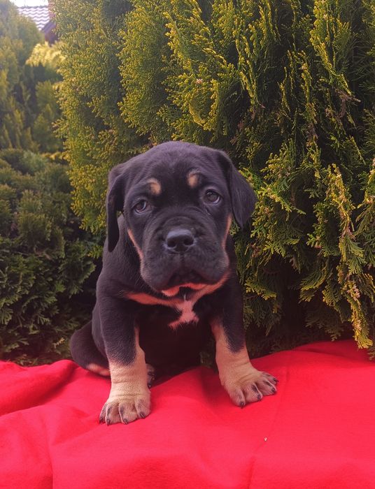 Piękny pies Cane Corso sprzedam