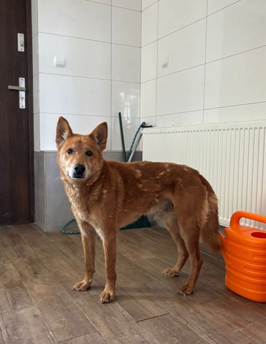 Porzucony w lesie Karmel do adopcji