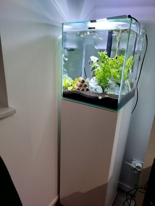 Akwarium /Krewetkarium kostka z szafką ,rybkami i krewetkami