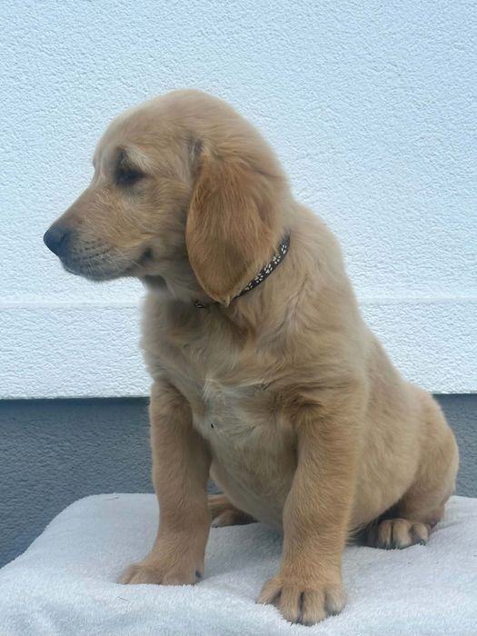 Przepiękny piesek Golden Retriever – gotowa do odbioru