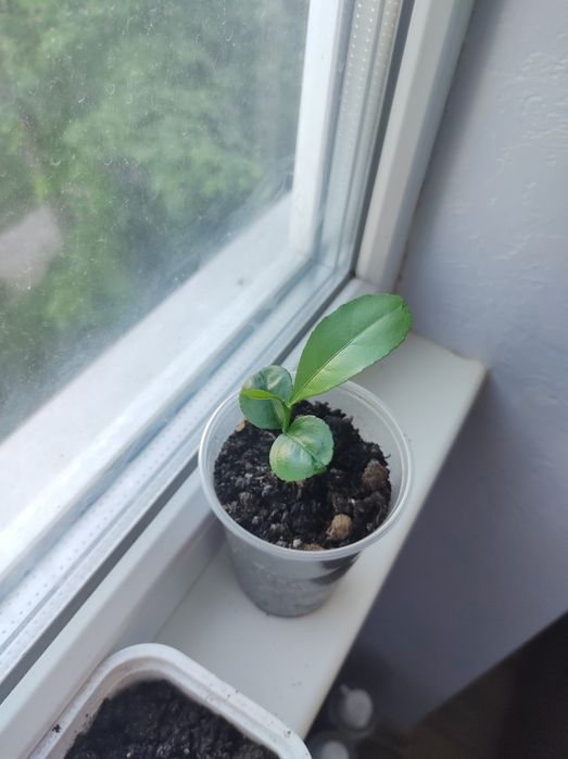 Продаж: мандарин, авокадо, лимон