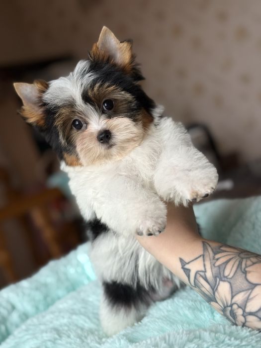 Хлопчик бівер йорк красень